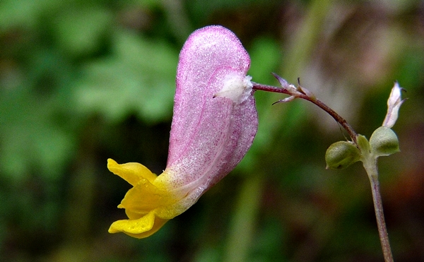 {Capnoides sempervirens}